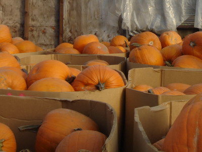 pumpkins1